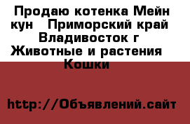 Продаю котенка Мейн-кун - Приморский край, Владивосток г. Животные и растения » Кошки   